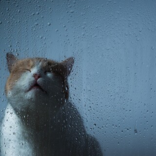 cats2_0099