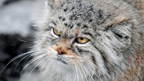 cats2_0100.jpg