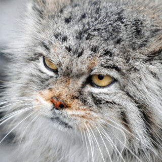 cats2_0100