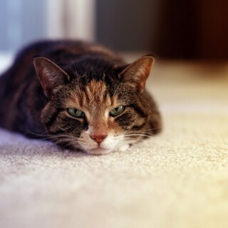 cats2_0116