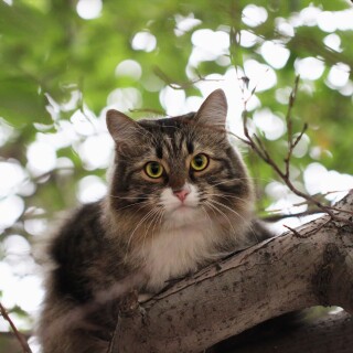 cats2_0118