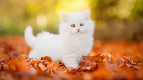 cats2_0127.jpg