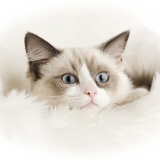 cats2_0136