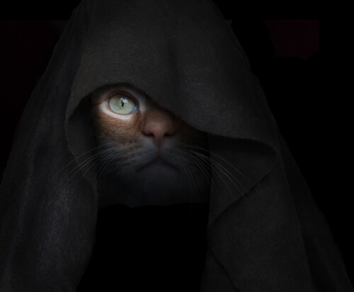cats2_0138.jpg