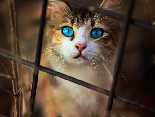cats2_0139.jpg