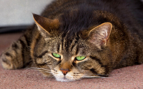 cats2_0144.jpg