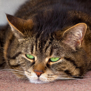 cats2_0144