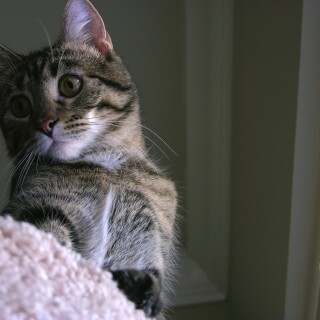 cats2_0145