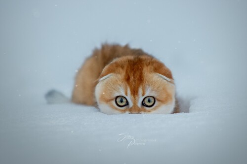 cats2_0147.jpg