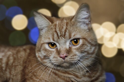 cats2_0151.jpg