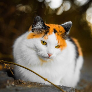 cats2_0153