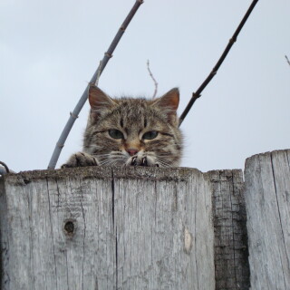 cats2_0155