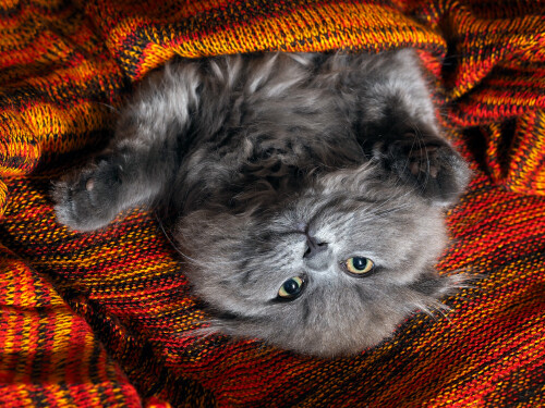 cats2_0159.jpg