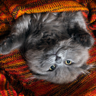 cats2_0159
