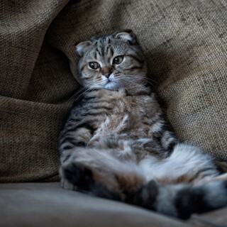 cats2_0166