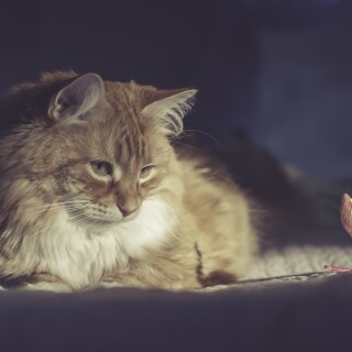 cats2_0169