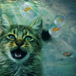 cats2_0173