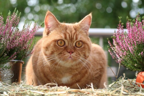 cats2_0174.jpg
