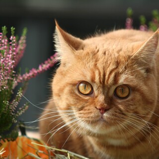 cats2_0175