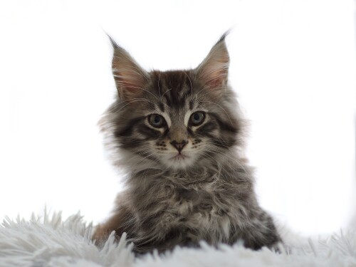 cats2_0176.jpg