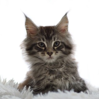 cats2_0176