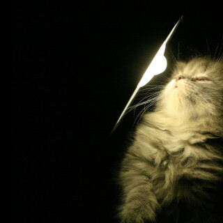 cats2_0179