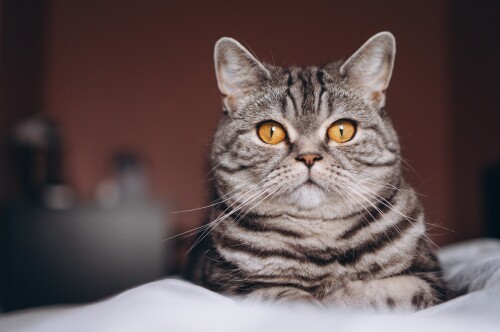 cats2_0181.jpg