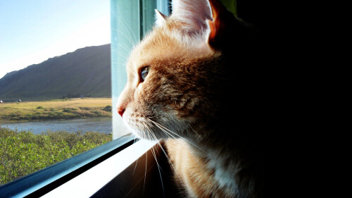 cats2_0182.jpg