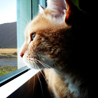 cats2_0182
