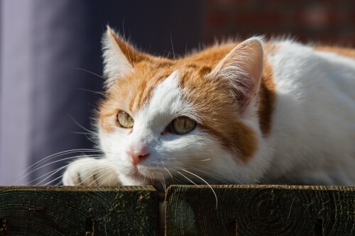 cats2_0188.jpg