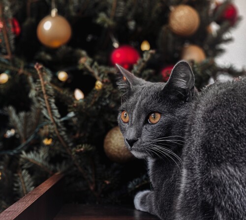 cats2_0189.jpg
