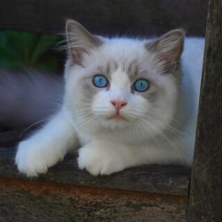 cats2_0191