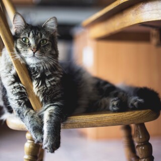 cats2_0193