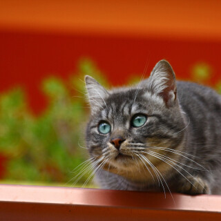 cats2_0205