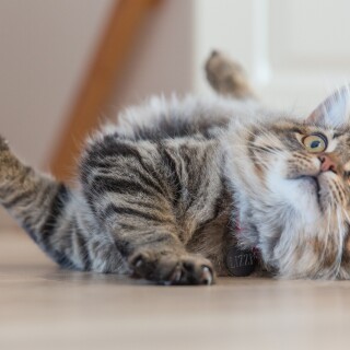 cats2_0206