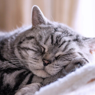cats2_0210
