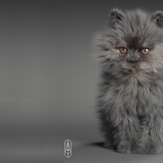 cats2_0213