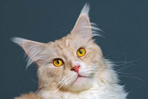 cats2_0216.jpg