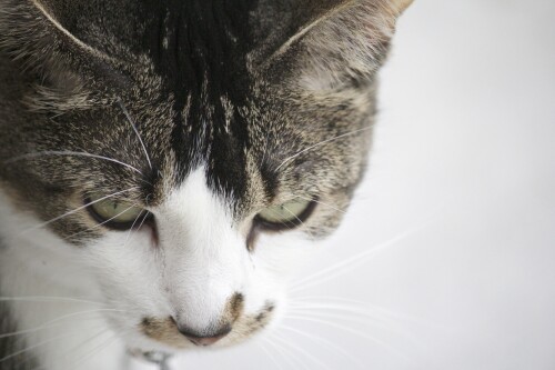 cats2_0227.jpg