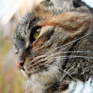 cats2_0228