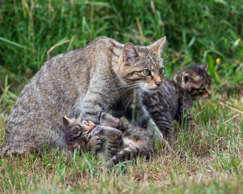 cats2_0231.jpg