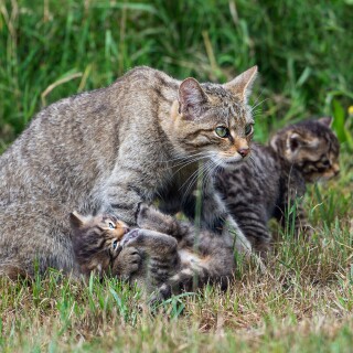 cats2_0231