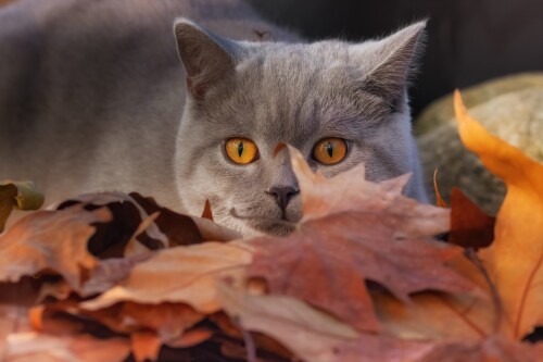 cats2_0236.jpg
