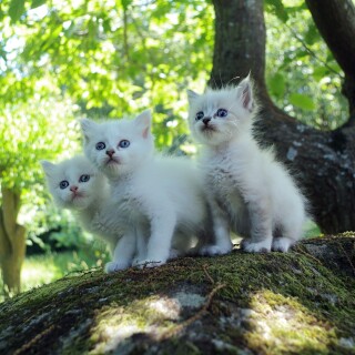 cats2_0238