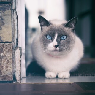 cats2_0243