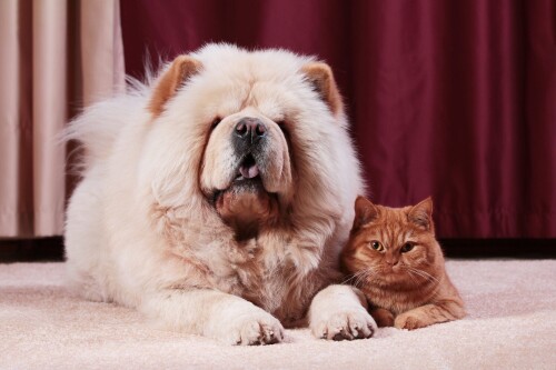 cats2_0244.jpg