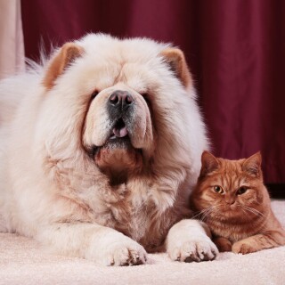 cats2_0244