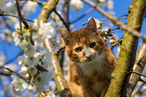 cats2_0250.jpg