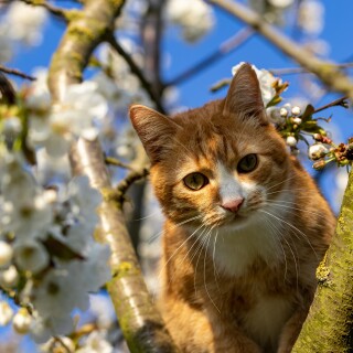 cats2_0250