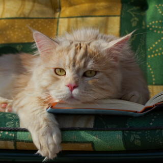 cats2_0257
